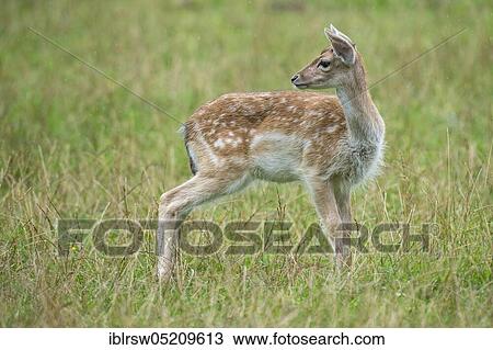 Stock Image - Fallow deer (Dama dama) young animal, Mecklenburg-Vorpommern, Germany, Europe. Fotosearch