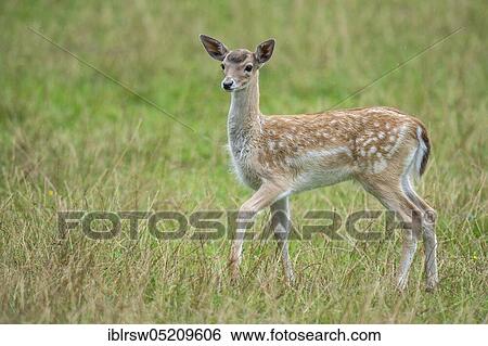 Stock Photograph - Fallow deer (Dama dama) young animal, Mecklenburg-Vorpommern, Germany, Europe. Fotosearch