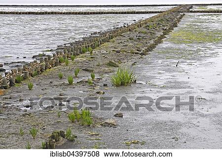 Fascines for support in tidal flat, Wadden Sea, Keitum, Sylt, North Frisian Islands, North Frisia, Schleswig-Holstein, Germany, Europe View Large Photo Image Stock Photo - Fascines for support in tidal flat, Wadden Sea, Keitum, Sylt, North Frisian Islands, North Frisia, Schleswig-Holstein, Germany, Europe. Fotosearch