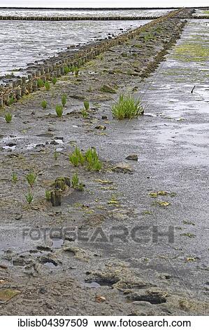 Stock Photo - Fascines for support in tidal flat, Wadden Sea, Keitum, Sylt, North Frisian Islands, North Frisia, Schleswig-Holstein, Germany, Europe. Fotosearch
