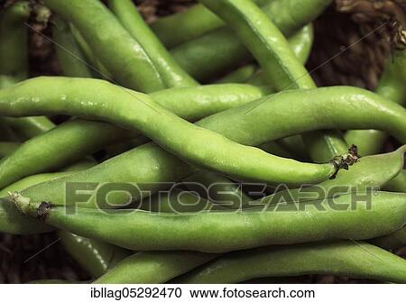 Stock Image - Fava Bean, Field Bean, Broad Bean, Horse Bean, Broad Bean, Butterfly Bean, Fresh Broad Beans. Fotosearch
