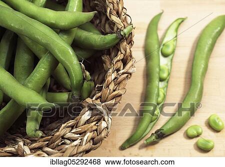 Fava Bean, Field Bean, Broad Bean, Horse Bean, Broad Bean, Butterfly Bean, Fresh Broad Beans View Large Photo Image Stock Photo - Fava Bean, Field Bean, Broad Bean, Horse Bean, Broad Bean, Butterfly Bean, Fresh Broad Beans. Fotosearch