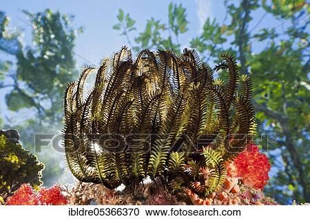 Feather star on reef top (Comanthina schlegeli), Marovo Lagoon, Solomon Islands, Oceania View Large Photo Image Stock Image - Feather star on reef top (Comanthina schlegeli), Marovo Lagoon, Solomon Islands, Oceania. Fotosearch