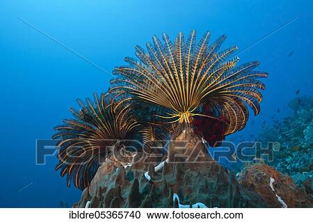 Feather stars in the current (Comaster) schlegeli, Tanimbar Islands, Moluccas, Indonesia, Asia View Large Photo Image Stock Image - Feather stars in the current (Comaster) schlegeli, Tanimbar Islands, Moluccas, Indonesia, Asia. Fotosearch