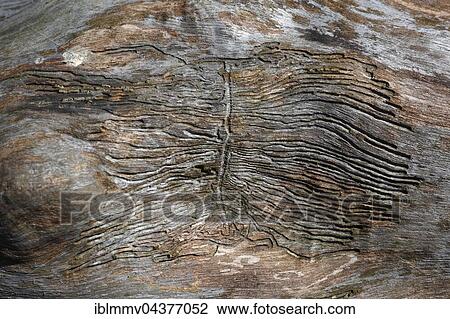 Stock Image - Feeding traces of bark beetles, Middle elm bark beetle (Scolytus laevis) in tree trunk of alder, nature park Peenetal, Mecklenburg-Western Pomerania, Germany, Europe. Fotosearch