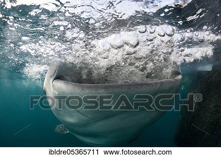 Feeding whale shark (Rhincodon typus), Triton Bay, West Papua, Indonesia, Asia View Large Photo Image Stock Image - Feeding whale shark (Rhincodon typus), Triton Bay, West Papua, Indonesia, Asia. Fotosearch