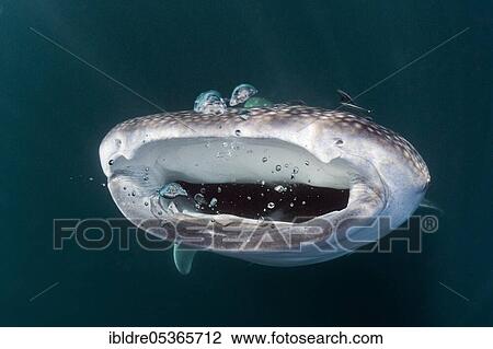 Stock Image - Feeding whale shark (Rhincodon typus), Triton Bay, West Papua, Indonesia, Asia. Fotosearch
