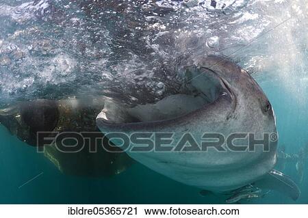 Feeding whale shark (Rhincodon typus), Triton Bay, West Papua, Indonesia, Asia View Large Photo Image Stock Image - Feeding whale shark (Rhincodon typus), Triton Bay, West Papua, Indonesia, Asia. Fotosearch