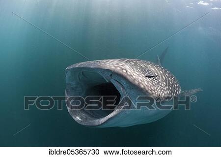 Stock Image - Feeding whale shark (Rhincodon typus), Triton Bay, West Papua, Indonesia, Asia. Fotosearch