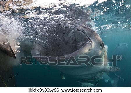 Feeding whale shark (Rhincodon typus), Triton Bay, West Papua, Indonesia, Asia View Large Photo Image Stock Photograph - Feeding whale shark (Rhincodon typus), Triton Bay, West Papua, Indonesia, Asia. Fotosearch
