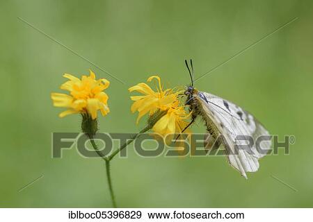 Female Black Apollo, Rhön, Bavaria (Parnassius mnemosyne hassicus), Germany, Europe View Large Photo Image Stock Photo - Female Black Apollo, Rhön, Bavaria (Parnassius mnemosyne hassicus), Germany, Europe. Fotosearch