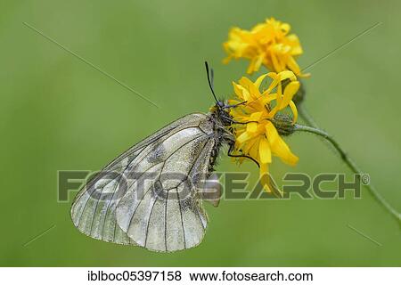 Stock Photo - Female Black Apollo, Rhön, Bavaria (Parnassius mnemosyne hassicus), Germany, Europe. Fotosearch