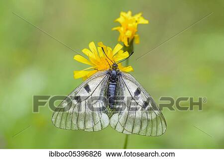 Stock Photograph - Female Black Apollo, Rhön, Bavaria (Parnassius mnemosyne hassicus), Germany, Europe. Fotosearch