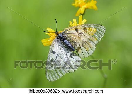 Female Black Apollo, Rhön, Bavaria (Parnassius mnemosyne hassicus), Germany, Europe View Large Photo Image Stock Photography - Female Black Apollo, Rhön, Bavaria (Parnassius mnemosyne hassicus), Germany, Europe. Fotosearch