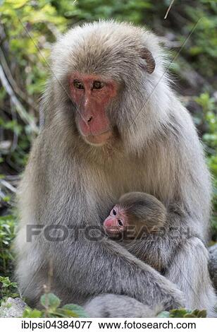 Female Japanese Macaque (Macaca fuscata) with baby, Snow Monkey Park, Jigokudani, Yamanouchi, Japan, Asia View Large Photo Image Stock Photo - Female Japanese Macaque (Macaca fuscata) with baby, Snow Monkey Park, Jigokudani, Yamanouchi, Japan, Asia. Fotosearch