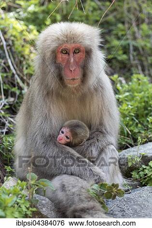 Female Japanese Macaque (Macaca fuscata) with baby, Snow Monkey Park, Jigokudani, Yamanouchi, Japan, Asia View Large Photo Image Stock Photograph - Female Japanese Macaque (Macaca fuscata) with baby, Snow Monkey Park, Jigokudani, Yamanouchi, Japan, Asia. Fotosearch