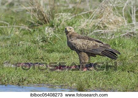 Female Lesser spotted eagle (Aquila pomarina), Mecklenburg-Vorpommern, Germany, Europe View Large Photo Image Stock Image - Female Lesser spotted eagle (Aquila pomarina), Mecklenburg-Vorpommern, Germany, Europe. Fotosearch