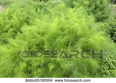 Picture - Fennel (Foeniculum vulgare). Fotosearch