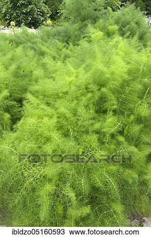 Fennel (Foeniculum vulgare) View Large Photo Image Stock Image - Fennel (Foeniculum vulgare). Fotosearch
