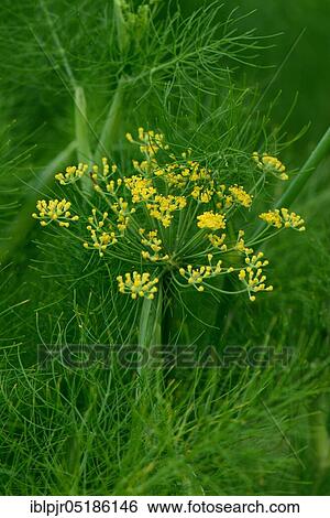 Fennel, Sirio variety, Tuber fennel, Foenicum vulgare ssp. vulgare var. azoricum View Large Photo Image Stock Photograph - Fennel, Sirio variety, Tuber fennel, Foenicum vulgare ssp. vulgare var. azoricum. Fotosearch