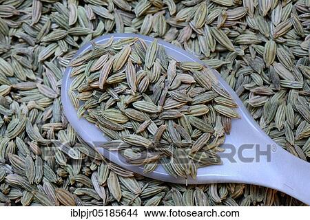 Fennelseeds ( Foeniculum vulgare) in spoon View Large Photo Image Picture - Fennelseeds ( Foeniculum vulgare) in spoon. Fotosearch