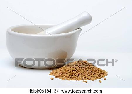Fenugreek ( Trigonella foenum-graecum) seeds with grating bowl, mortar View Large Photo Image Stock Photo - Fenugreek ( Trigonella foenum-graecum) seeds with grating bowl, mortar. Fotosearch