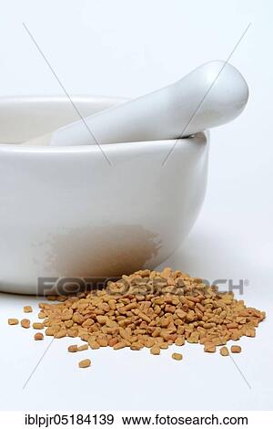 Fenugreek ( Trigonella foenum-graecum) seeds with grating bowl, mortar View Large Photo Image Stock Photo - Fenugreek ( Trigonella foenum-graecum) seeds with grating bowl, mortar. Fotosearch