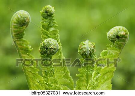 Stock Image - Fern, Switzerland, Europe. Fotosearch