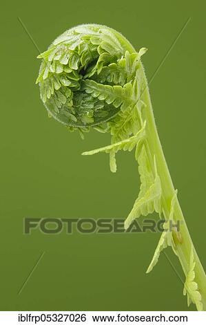 Stock Photograph - Fern, Switzerland, Europe. Fotosearch
