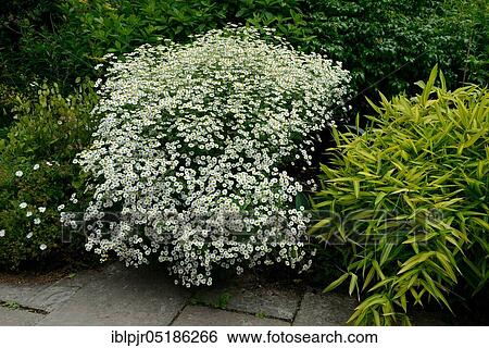 Feverfew, Chrysanthemum Parthenium View Large Photo Image Stock Photograph - Feverfew, Chrysanthemum Parthenium. Fotosearch