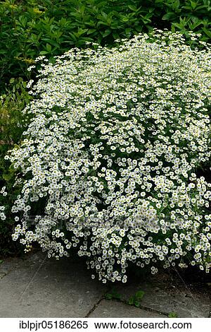 Feverfew, Chrysanthemum Parthenium View Large Photo Image Stock Photography - Feverfew, Chrysanthemum Parthenium. Fotosearch
