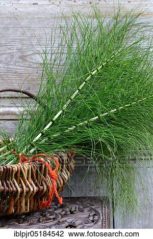 Field Horsetail (Equisetum arvense) View Large Photo Image Stock Image - Field Horsetail (Equisetum arvense). Fotosearch