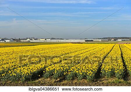 Stock Image - Field of wild daffodils or Lent lilies (Narcissus pseudonarcissus), Noordwijk, South Holland, Netherlands. Fotosearch