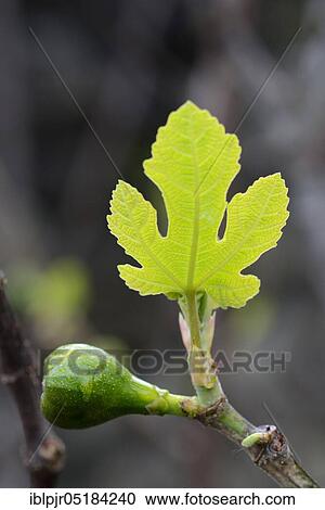 Stock Image - Fig (Ficus carica), leaf emergence. Fotosearch