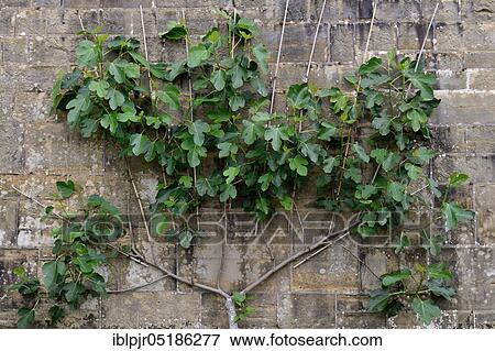 Fig tree pulled against the wall as a trellis, Common fig ( Ficus carica) View Large Photo Image Stock Photo - Fig tree pulled against the wall as a trellis, Common fig ( Ficus carica). Fotosearch