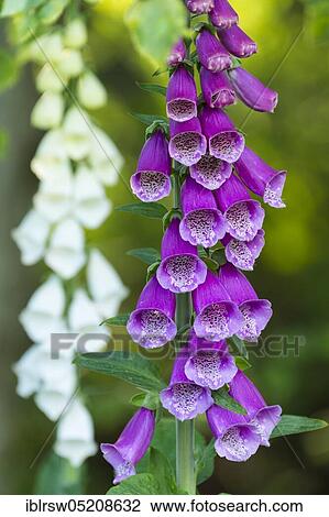 Fingerhut (Digitalis purpurea), Lower Saxony, Germany, Europe View Large Photo Image Stock Image - Fingerhut (Digitalis purpurea), Lower Saxony, Germany, Europe. Fotosearch