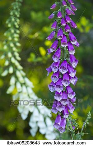 Fingerhut (Digitalis purpurea), Lower Saxony, Germany, Europe View Large Photo Image Stock Image - Fingerhut (Digitalis purpurea), Lower Saxony, Germany, Europe. Fotosearch