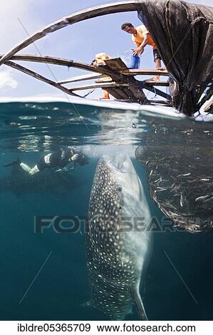 Fisherman feeding whale shark (Rhincodon typus), Triton Bay, West Papua, Indonesia, Asia View Large Photo Image Stock Photo - Fisherman feeding whale shark (Rhincodon typus), Triton Bay, West Papua, Indonesia, Asia. Fotosearch