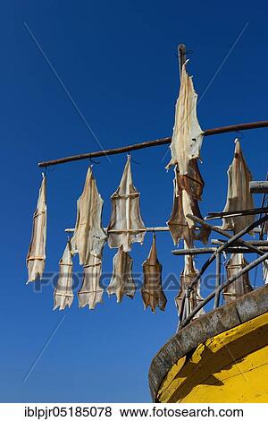 Stock Photo - Fishing boat, drying hung stockfish, Madeira, Portugal, Europe. Fotosearch