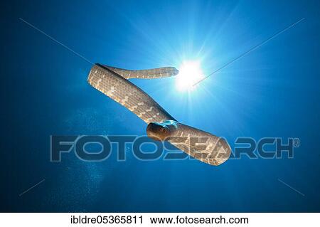 Stock Image - Flat-tailed sea snake (Laticauda semifasciata), Kai Islands, Moluccas, Indonesia, Asia. Fotosearch