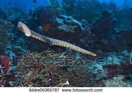 Flat-tailed sea snake (Laticauda semifasciata), Kai Islands, Moluccas, Indonesia, Asia View Large Photo Image Stock Photo - Flat-tailed sea snake (Laticauda semifasciata), Kai Islands, Moluccas, Indonesia, Asia. Fotosearch