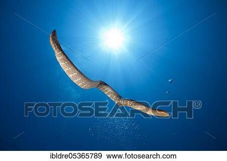 Stock Photo - Flat-tailed sea snake (Laticauda semifasciata), Kai Islands, Moluccas, Indonesia, Asia. Fotosearch