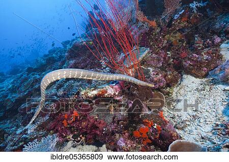 Stock Photo - Flat-tailed sea snake (Laticauda semifasciata), Kai Islands, Moluccas, Indonesia, Asia. Fotosearch