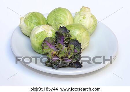 Flower Sprouts and Brussels sprouts, cabbage florets, flower sprouts, cross between Brussels sprouts and kale View Large Photo Image Picture - Flower Sprouts and Brussels sprouts, cabbage florets, flower sprouts, cross between Brussels sprouts and kale. Fotosearch