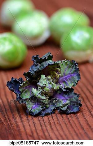 Flower Sprouts and Brussels sprouts, cabbage florets, flower sprouts, cross between Brussels sprouts and kale View Large Photo Image Stock Photo - Flower Sprouts and Brussels sprouts, cabbage florets, flower sprouts, cross between Brussels sprouts and kale. Fotosearch