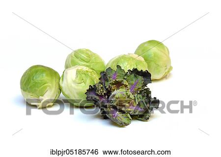 Flower Sprouts and Brussels sprouts, cabbage florets, flower sprouts, cross between Brussels sprouts and kale View Large Photo Image Stock Photograph - Flower Sprouts and Brussels sprouts, cabbage florets, flower sprouts, cross between Brussels sprouts and kale. Fotosearch