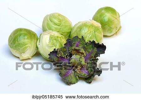 Flower Sprouts and Brussels sprouts, cabbage florets, flower sprouts, cross between Brussels sprouts and kale View Large Photo Image Stock Photography - Flower Sprouts and Brussels sprouts, cabbage florets, flower sprouts, cross between Brussels sprouts and kale. Fotosearch