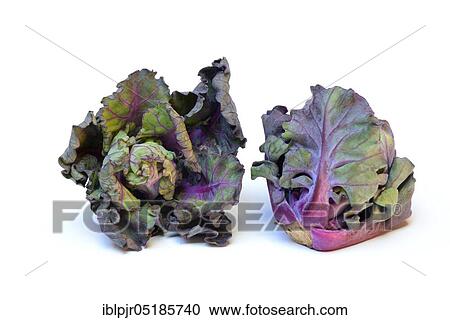 Stock Image - Flower Sprouts, cabbage florets, flower sprouts, cross between Brussels sprouts and kale. Fotosearch