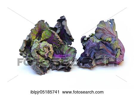 Stock Image - Flower Sprouts, cabbage florets, flower sprouts, cross between Brussels sprouts and kale. Fotosearch