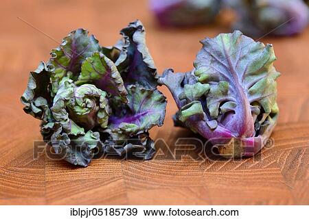 Flower Sprouts, cabbage florets, flower sprouts, cross between Brussels sprouts and kale View Large Photo Image Stock Photo - Flower Sprouts, cabbage florets, flower sprouts, cross between Brussels sprouts and kale. Fotosearch